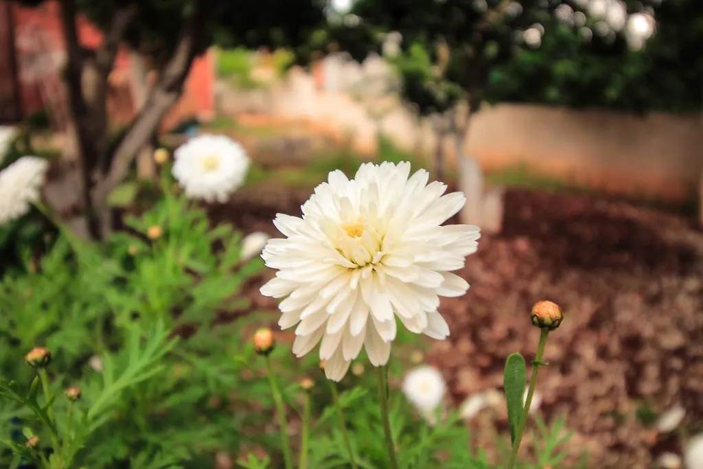 Flower Garden Villa Ksamil 0*,