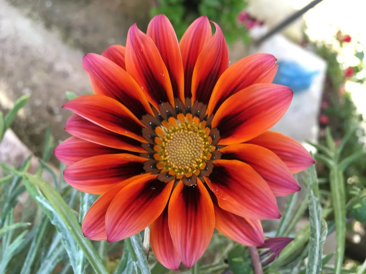 Apartment Flower Garden Villa Ksamil Albania